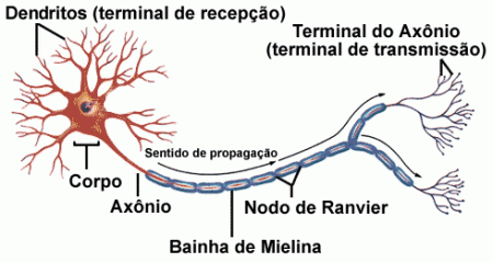 Estrutura de um neurónio